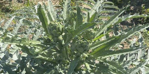 Bir yıl dikiyorlar beş yıl ürün alıyorlar. Çiftçilere örnek olacak ürün - Resim: 2